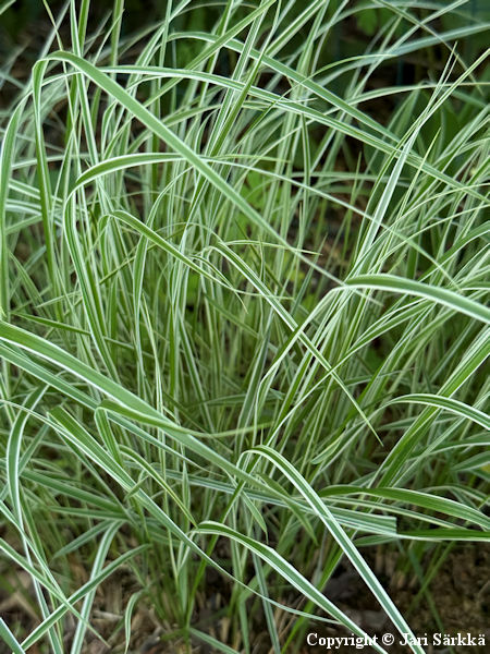 Calamagrostis x acutiflora 'Overdam'